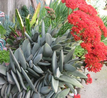 کراسولا فالکاتا